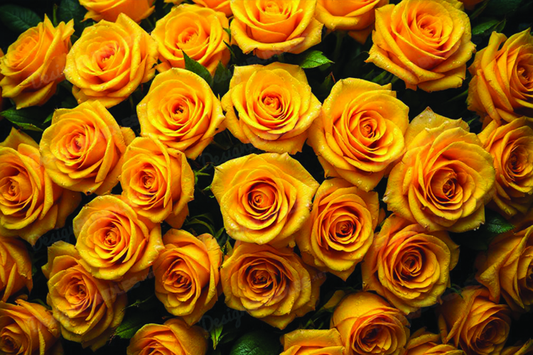 Yellow Rose Clipart Image 16
