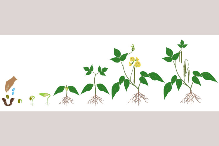 Growth cycle of mung bean plant on white background.