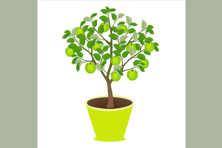 Apple tree with fruits in a pot on a white background.