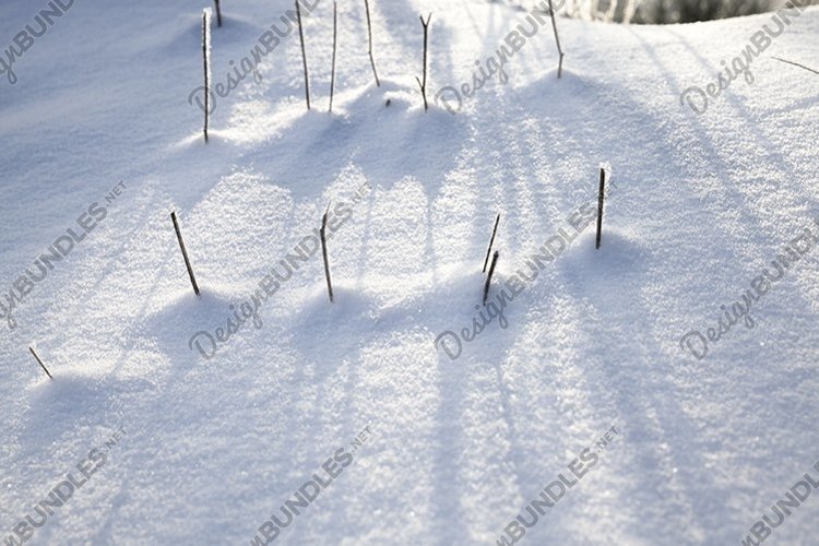 frozen plants example image 1