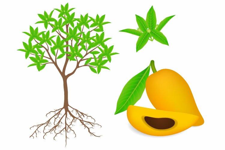 Cut Clipart Image 14