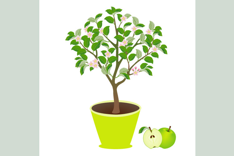 Apple tree in a pot with flowers and fruits on white.
