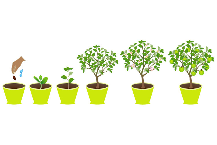 Growth cycle of an apple tree in a pot on a white background