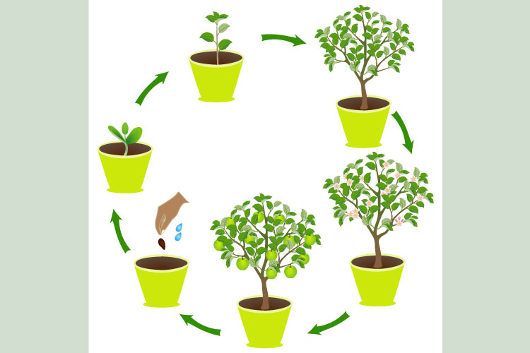 Life cycle of an apple in a pot on a white background.