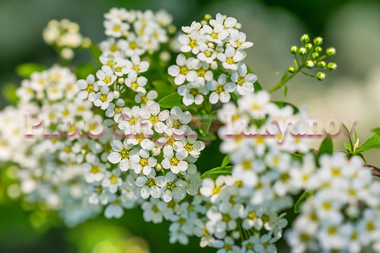 Garden Background Image 21