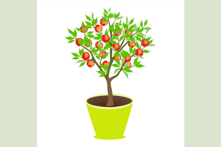 Peach tree with fruits in a pot on a white background.