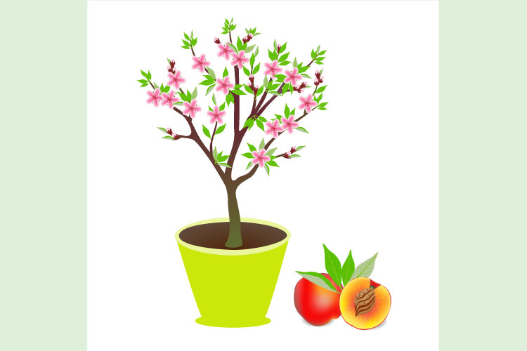 Peach Color Background Image 3