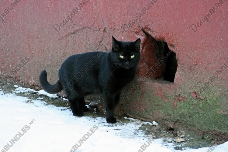 Pets Clipart Image 15