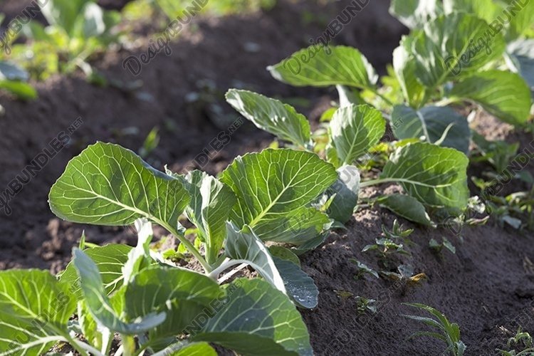 Vegetable Garden Clipart Image 3