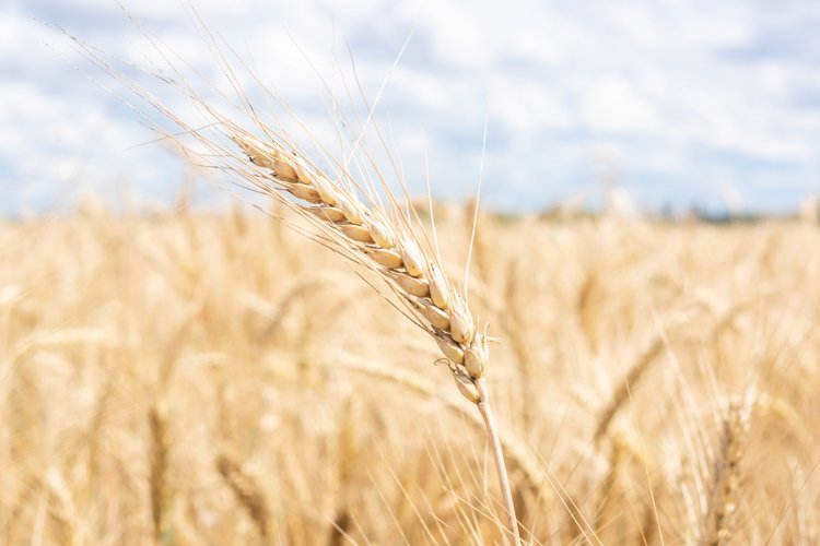 Farm Background Image 15