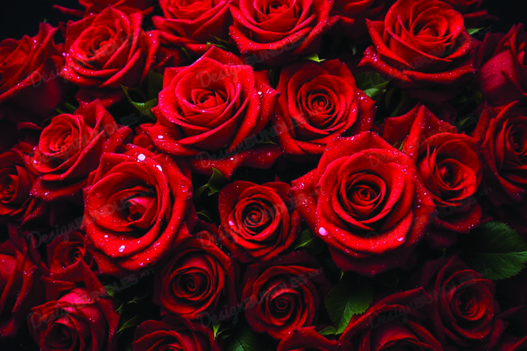 Red Roses Clipart Image 7