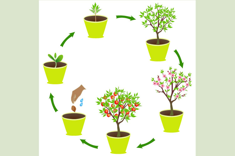 Peach Background Image 23