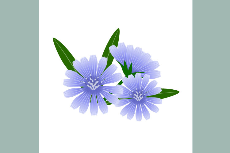 Chicory flowers with leaves on a white background.