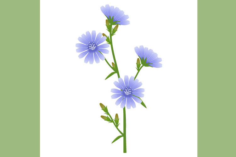 Branch of chicory with flowers and buds on a white.