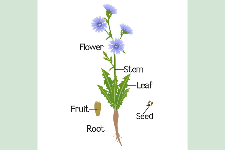 Parts of a chicory plant on a white background