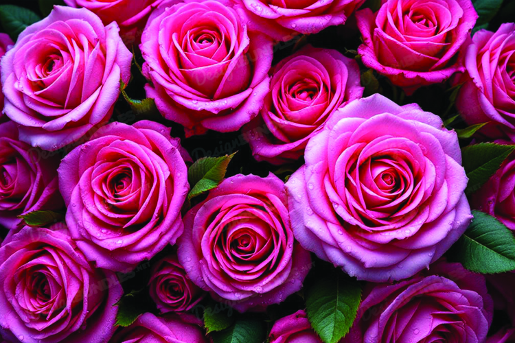 Red Roses Clipart Image 13