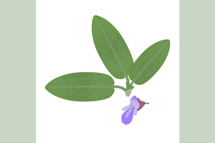 Sage leaves and flower on a white background.