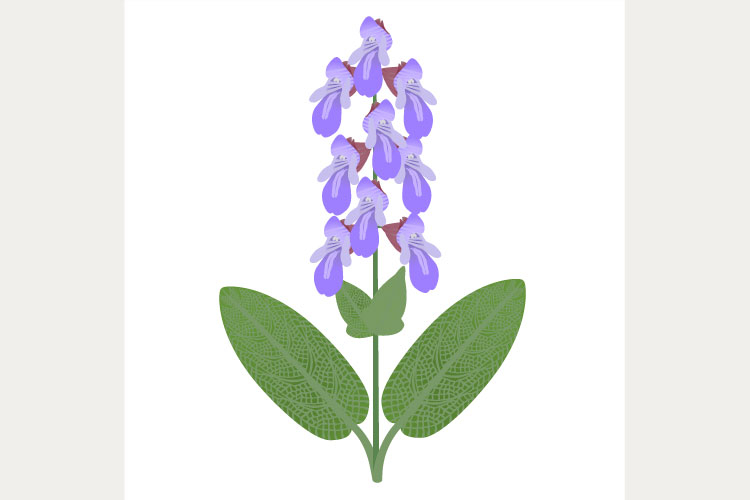 Sage branch with flowers and leaves on a white background.
