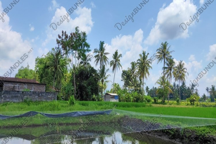 Green Grass Clipart Image 22