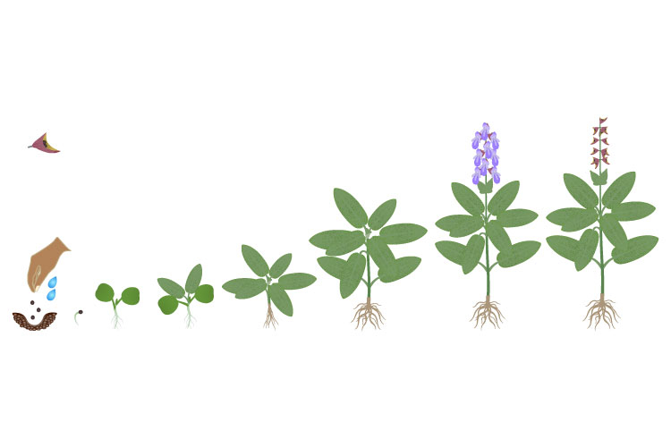 Cycle of growth of a sage plant isolated on a white.