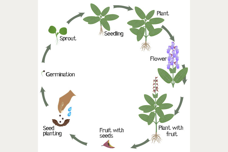 A growth cycle of sage plant on a white background.