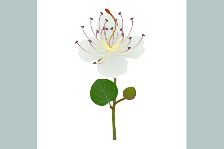Branch with a flower and a caper bud on a white background.
