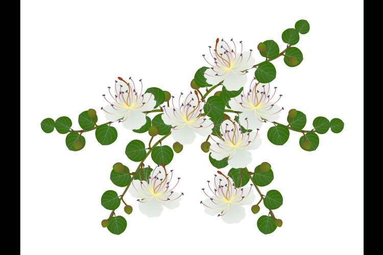 Caper bush with buds and flowers on a white background.