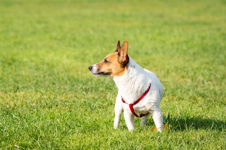 Puppy Clipart Image 16