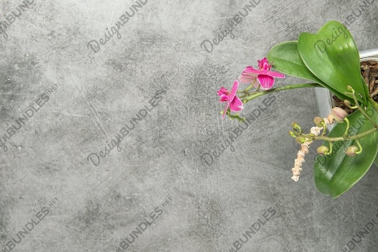 Orchid Clipart Image 17
