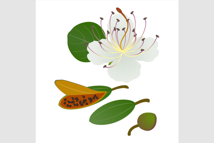 Flower with leaf and caper fruits on white background.