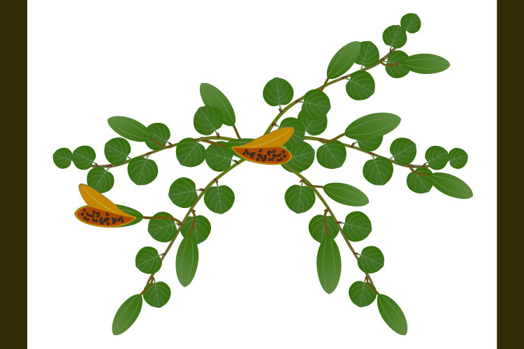 Caper bush with fruits on a white background.