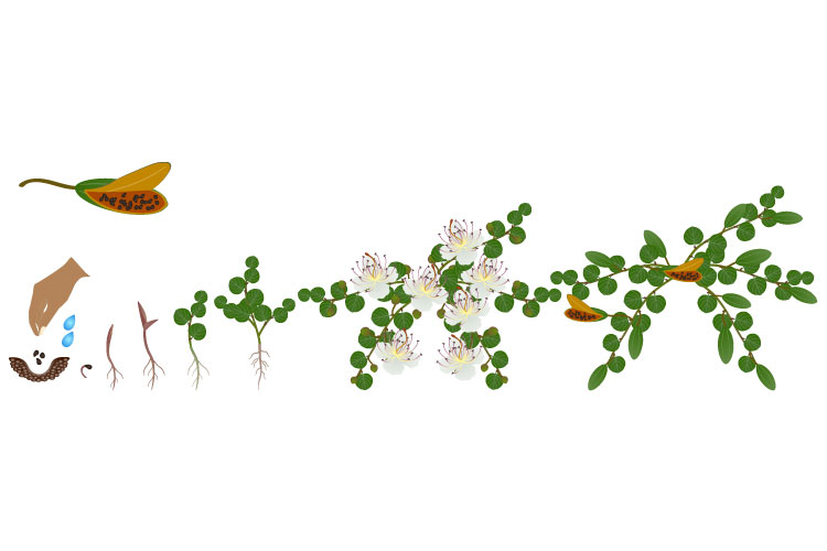 Cycle of growth of a caper plant isolated on a white.
