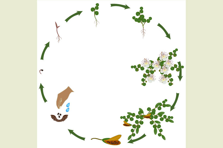 Life cycle of a caper plant growth on a white background.