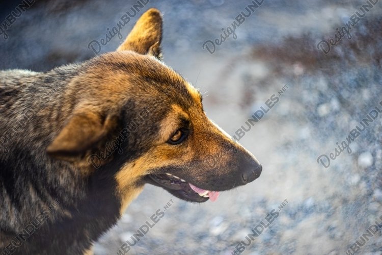 Homeless dog outdoor example image 1