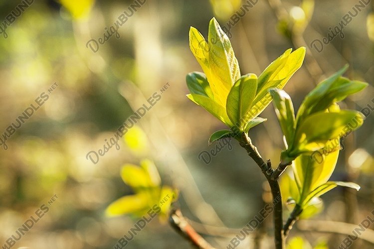 Young bright green leaves on a branch - early spring example image 1