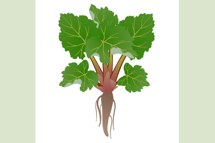 Rhubarb bush with roots isolated on white background.