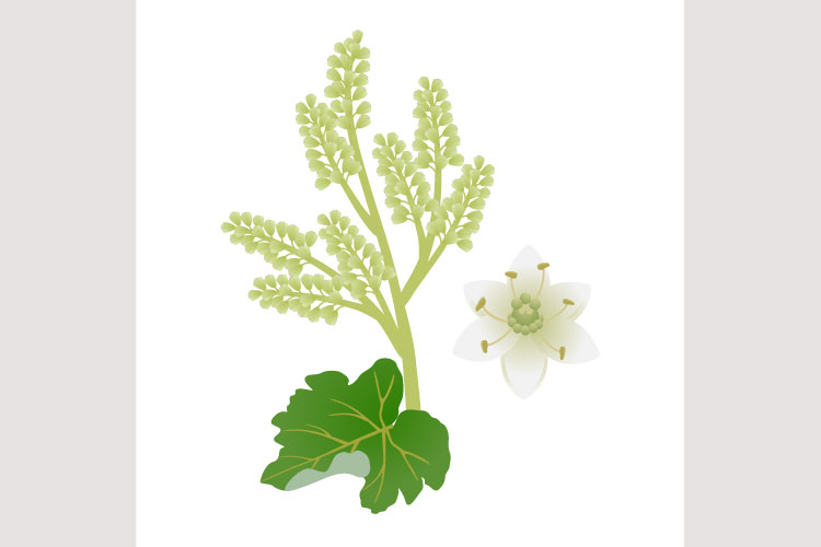 Rhubarb inflorescence with leaf and flower on a white.