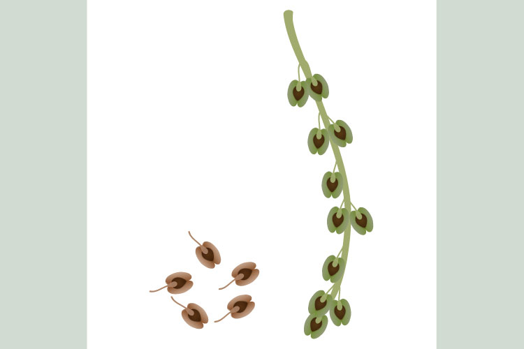 Green rhubarb fruits and its dry seeds on a white background