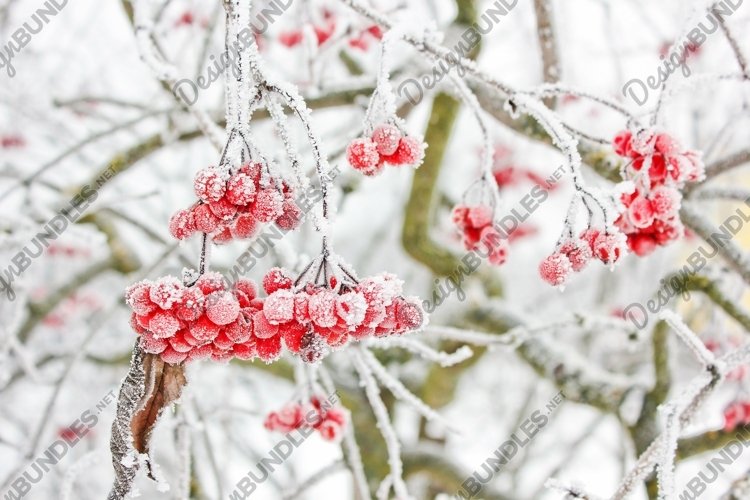 Winter frozen viburnum under the snow. Photo example image 1