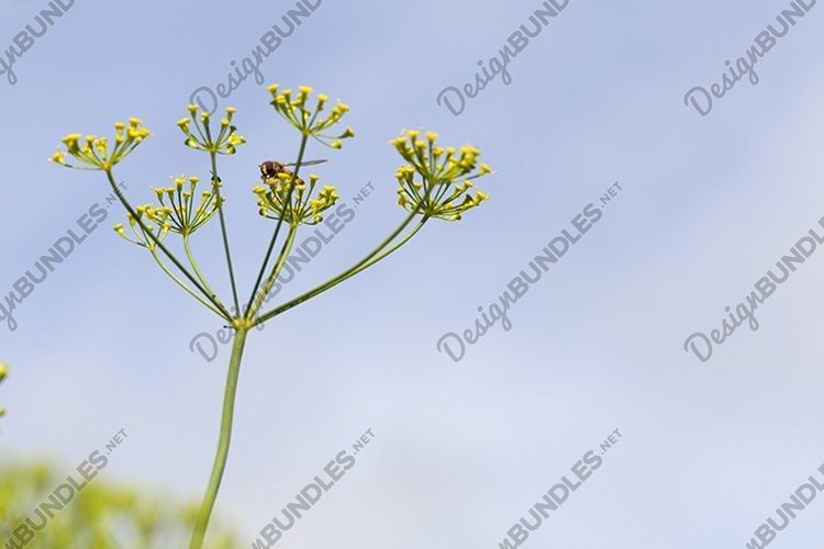 Vegetable Garden Clipart Image 22