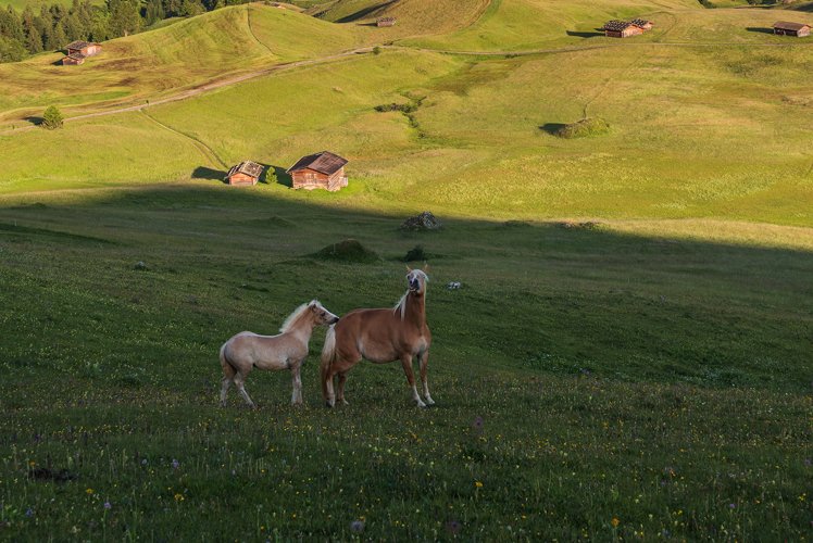 Horses at Seiser Alm example image 1