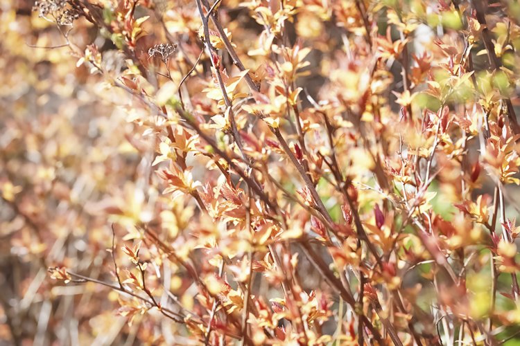 Closeup nature view of orange leaf of Forsythia