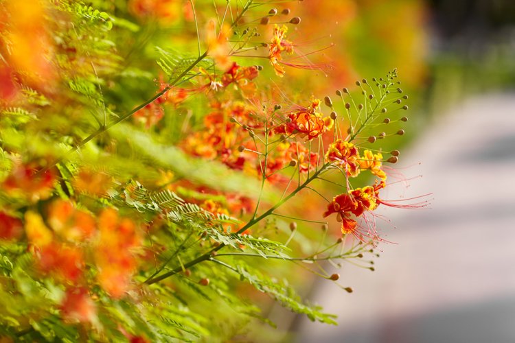 Garden Background Image 15