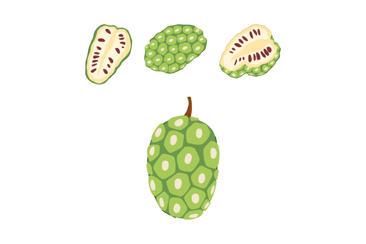 Fruit Illustration Image 18
