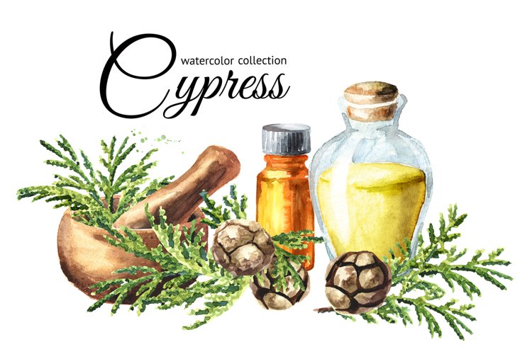 Cypress. Watercolor collection