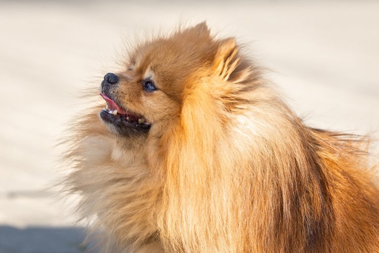Puppy Clipart Image 18
