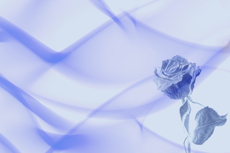 Abstract Blue Rose for Wedding Background example image 1