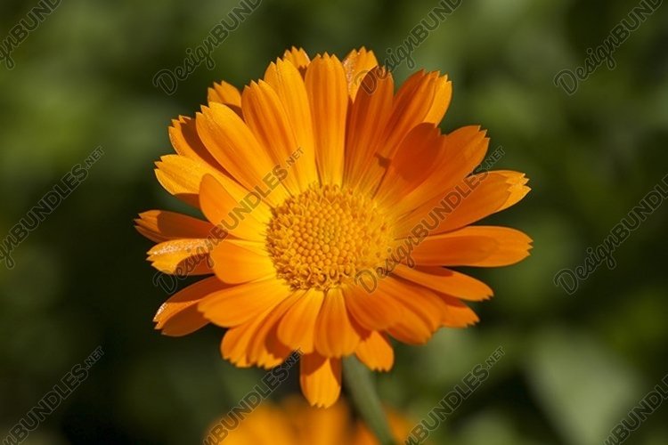Marigold Clipart Image 15