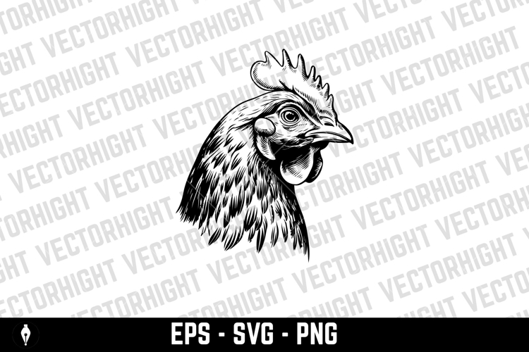 Illustration of chicken in engraving style. Hand drawn chick