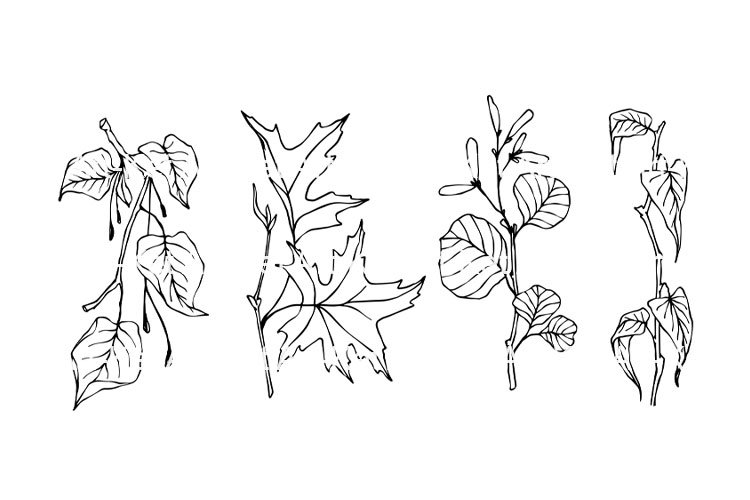 Leaves Doodle Image 17